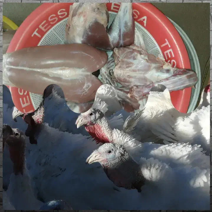 ازتولید به مصرف گوشت ارگانیک بوقلمون|حیوانات مزرعه|بیرجند, |دیوار