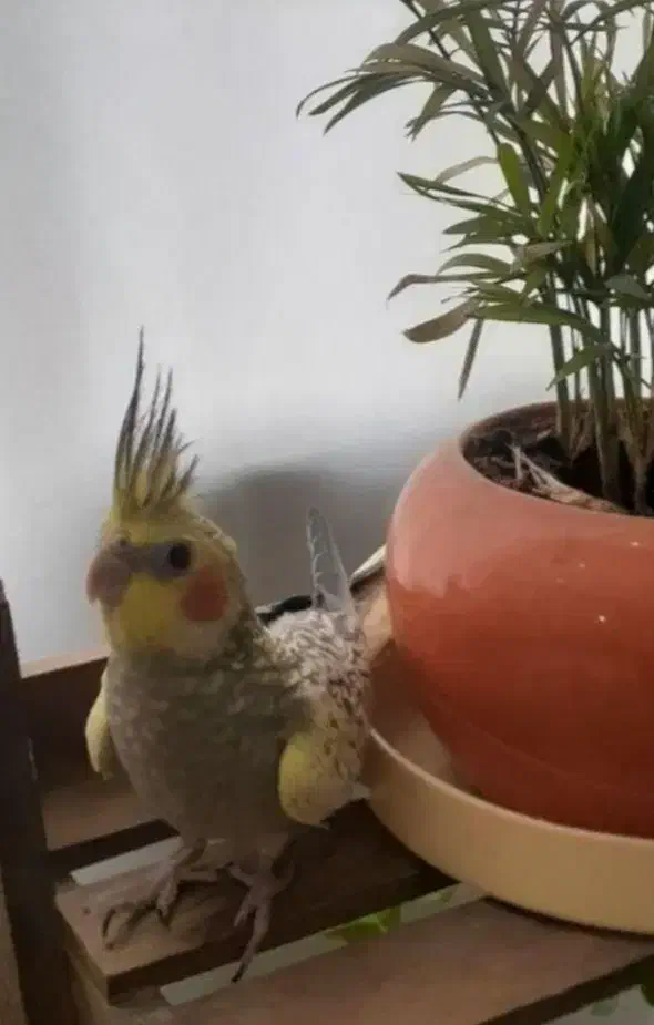 جوجه عروس هلندی ۴۰ روزه|پرنده|اصفهان, شمس آباد|دیوار