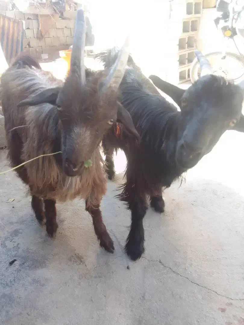 فروش 3 عدد بره و کهره|حیوانات مزرعه|همایجان, |دیوار