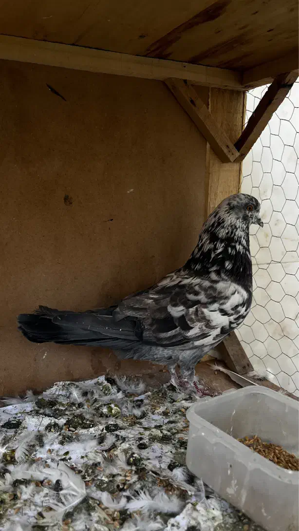 کفتر|پرنده|قم, آزادگان|دیوار