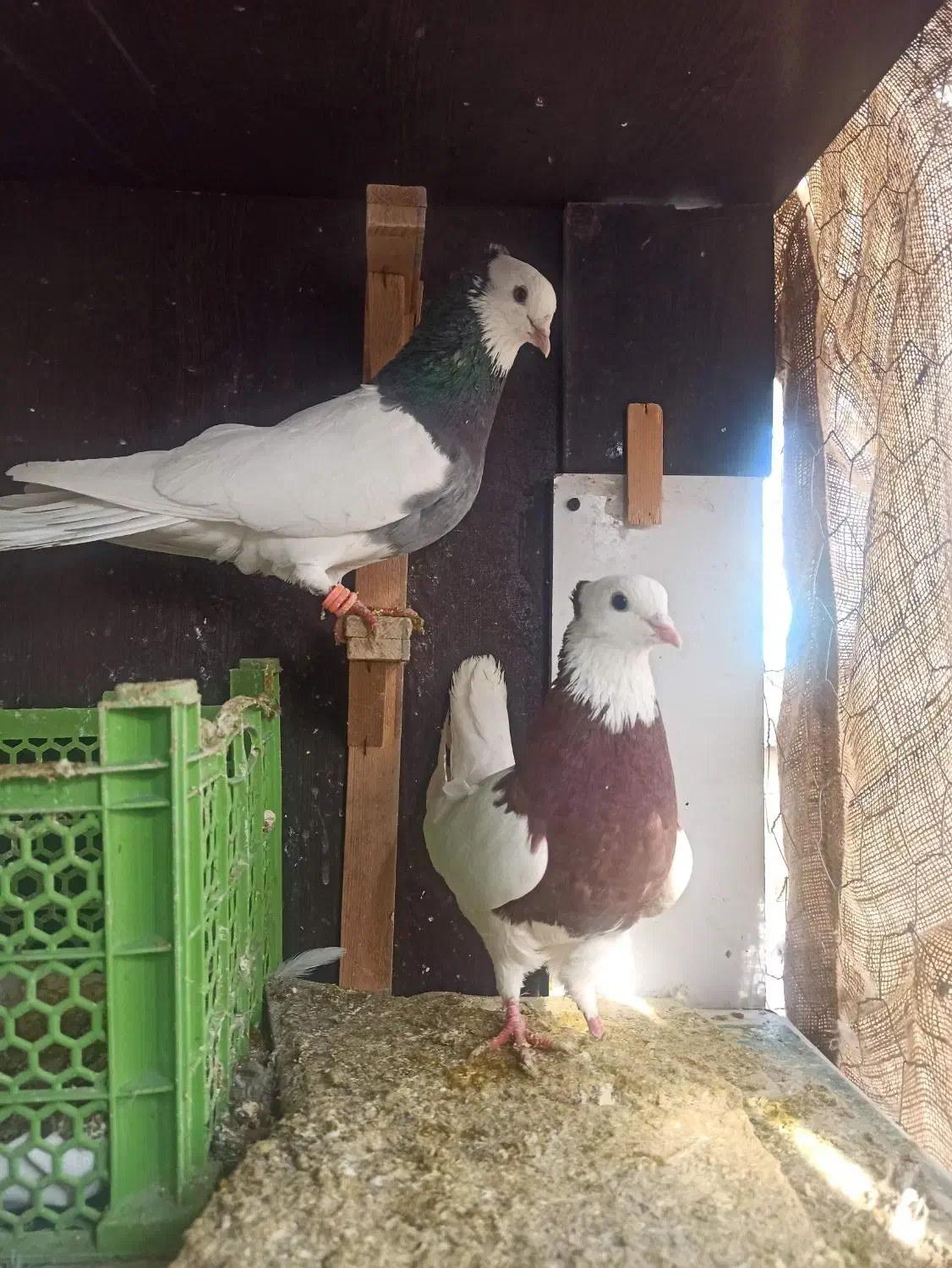 کفتر|پرنده|مشهد, حسابی جنوبی (شهرک غرب)|دیوار