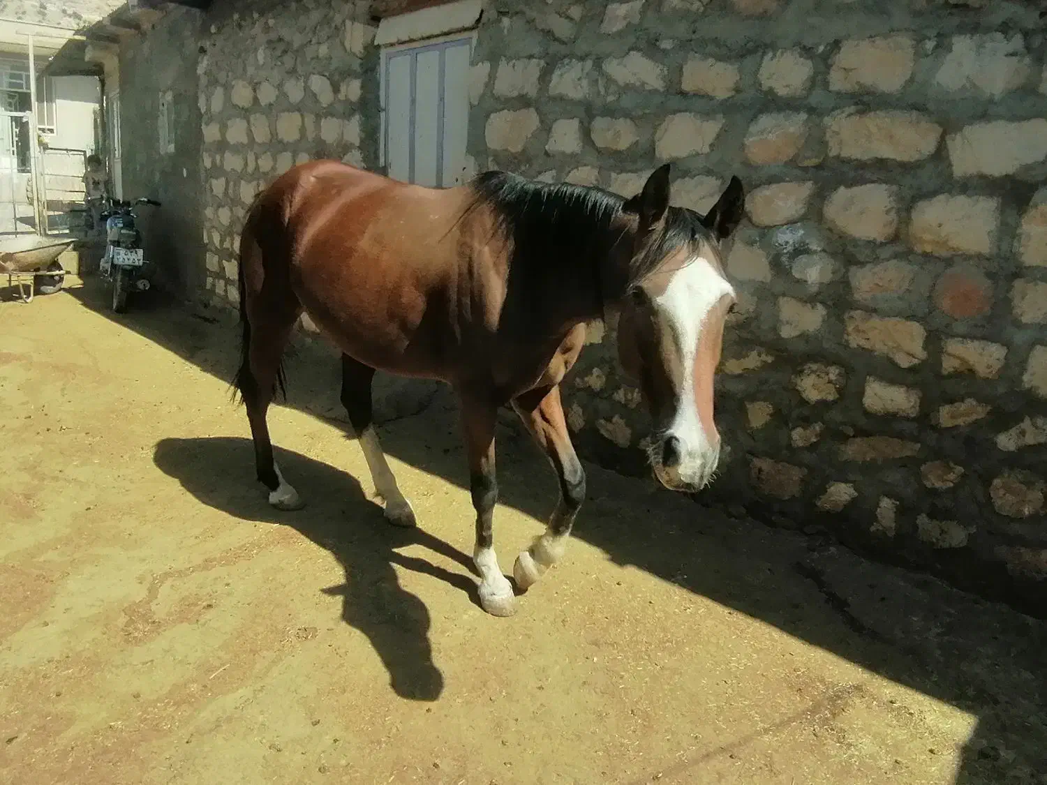 مادیون کرد|اسب و تجهیزات اسبسواری|کوهدشت, |دیوار