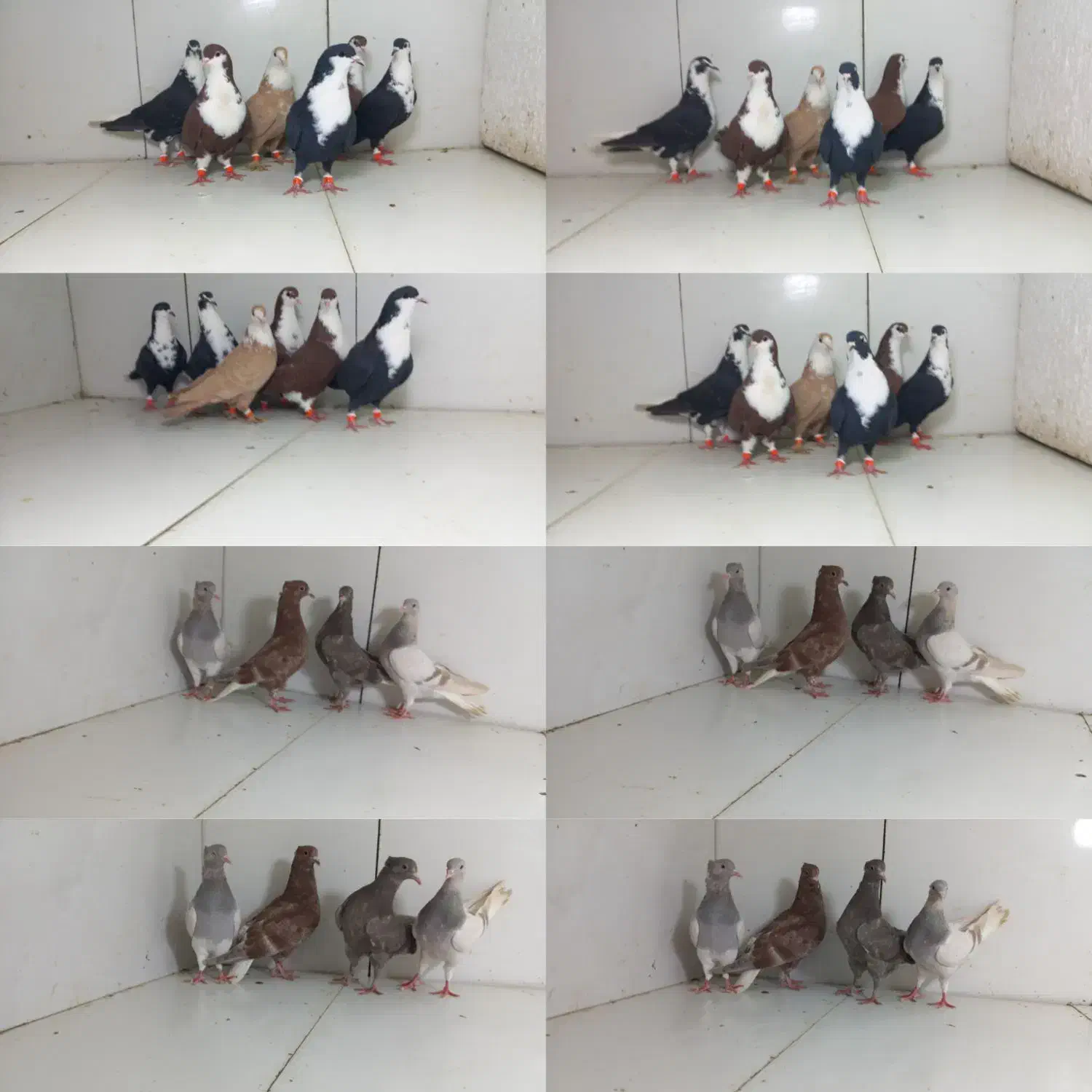 کبوتر رنگی|پرنده|مشهد, عامل|دیوار