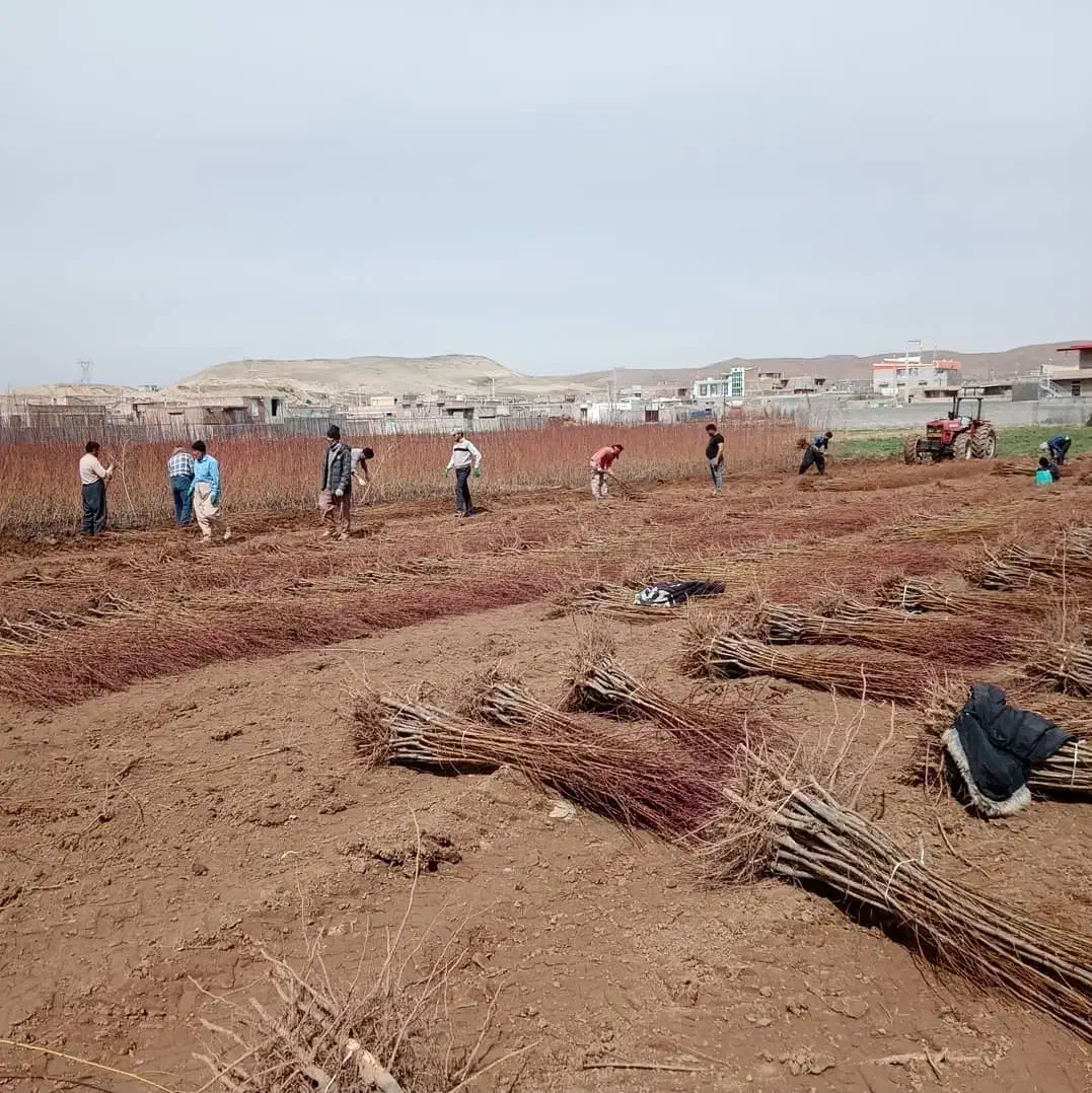 صنوبر|خدمات باغبانی و درختکاری|کرج, حیدرآباد|دیوار