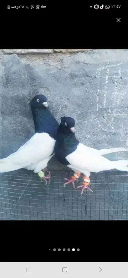 کله سیا|پرنده|کرمان, |دیوار