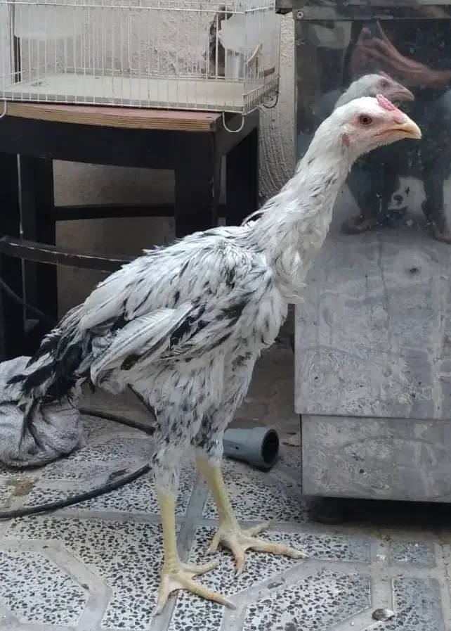 خروس لاری 4 ماهه|حیوانات مزرعه|پاکدشت, پاکدشت (مامازند)|دیوار