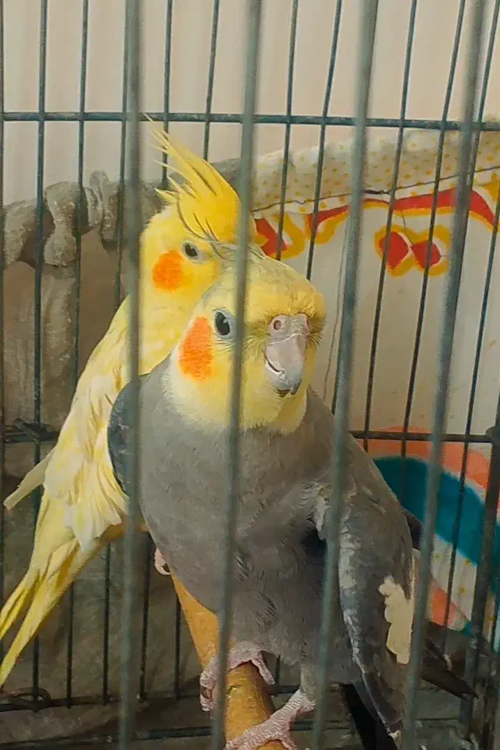 عروس هلندی|پرنده|پاکدشت, پاکدشت (مامازند)|دیوار