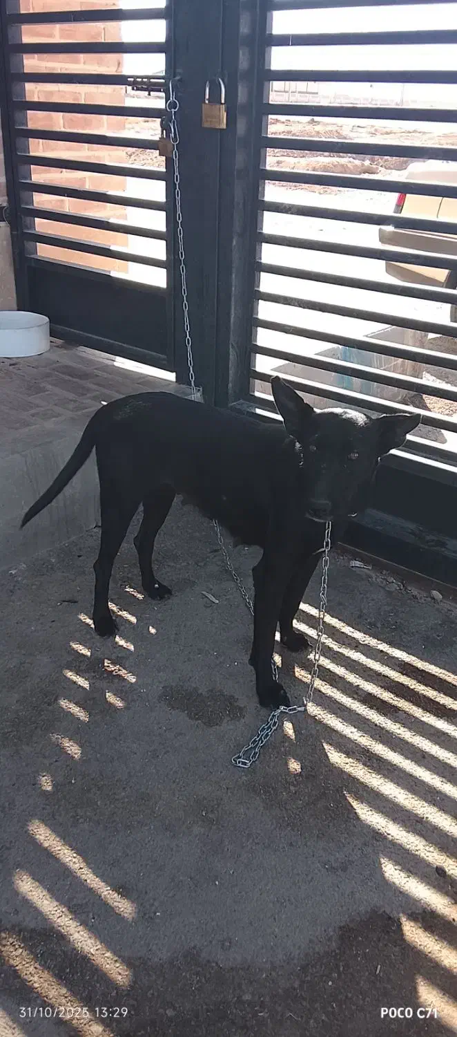 واگذاری مالینیوز|سگ|مهریز, |دیوار