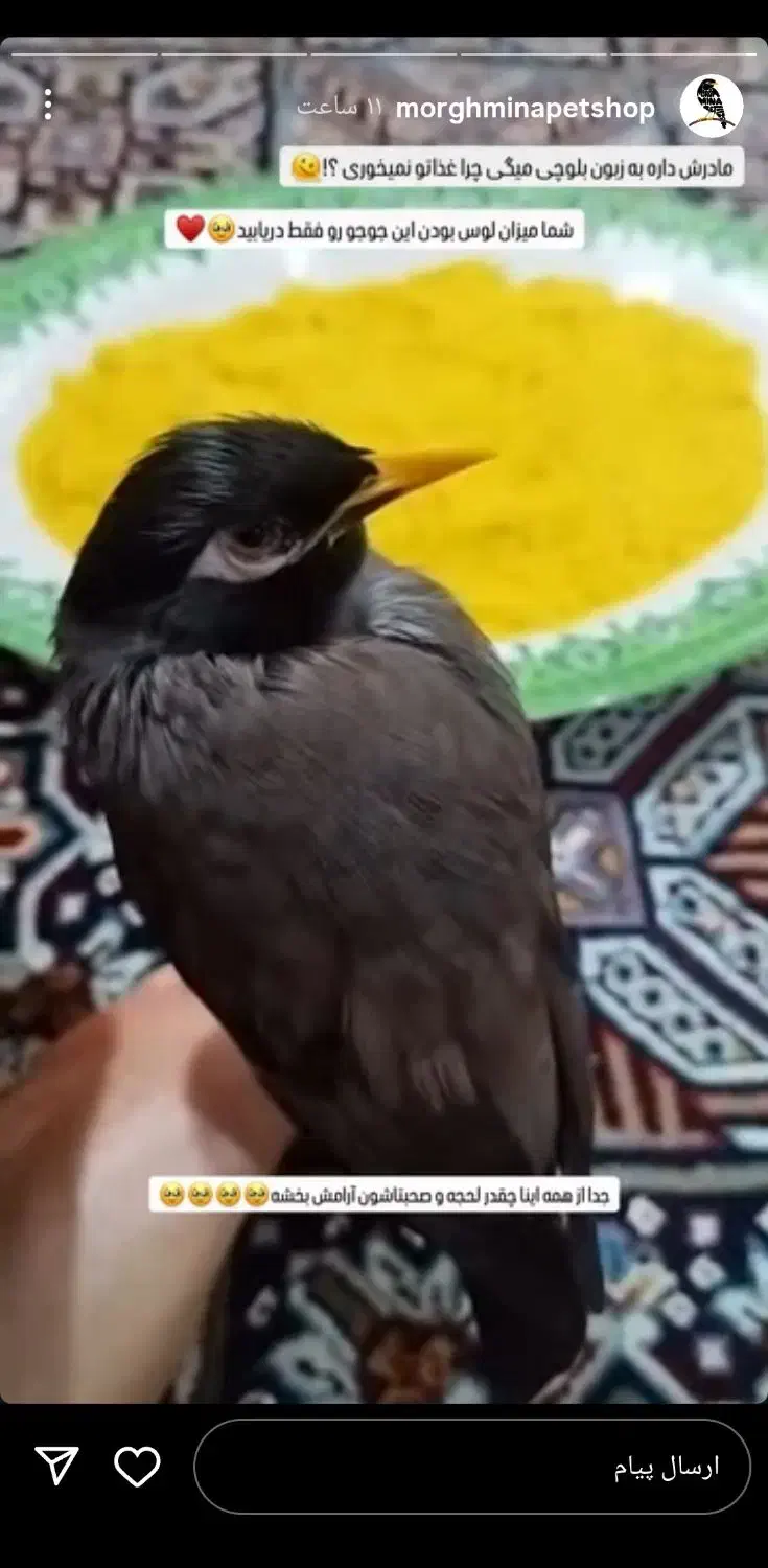 مرغ مینا|پرنده|الیگودرز, |دیوار