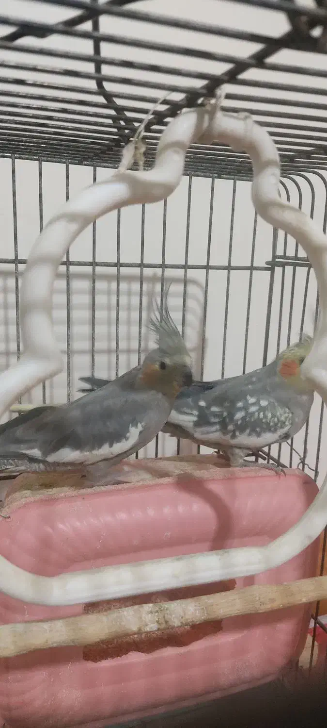 عروس هلندی|پرنده|کوهدشت, |دیوار