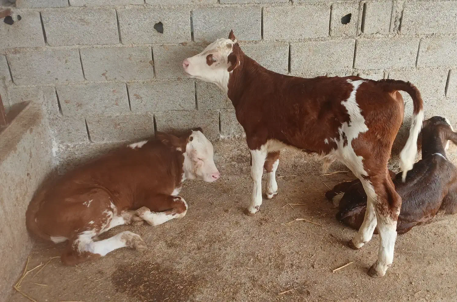 تهیه انواع گوساله های سیمینتال و هلشتاین دورگ محلی|حیوانات مزرعه|بندر ترکمن, |دیوار