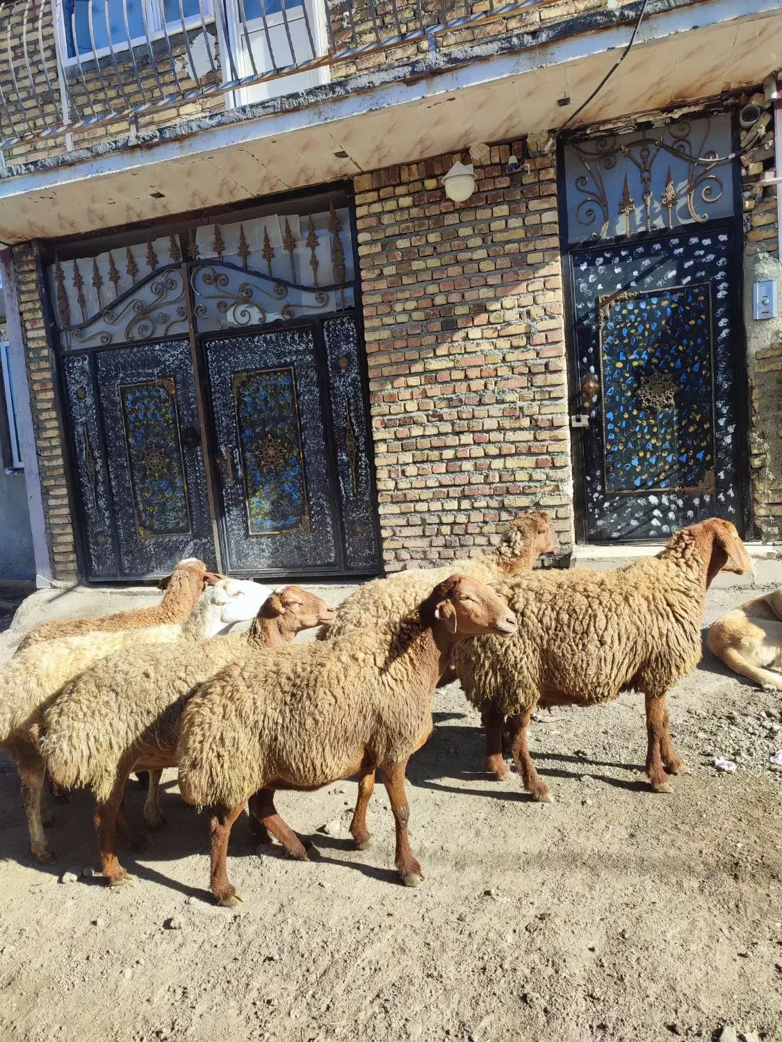 تعدا 6راس گوسفند ناب عروسک آبستن سنگین مالچه|حیوانات مزرعه|کرمانشاه, |دیوار