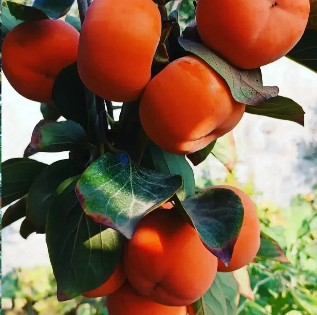 نهالستان پالیز دارای نهال های لیبل دار و مجوز|خدمات باغبانی و درختکاری|سراب, |دیوار