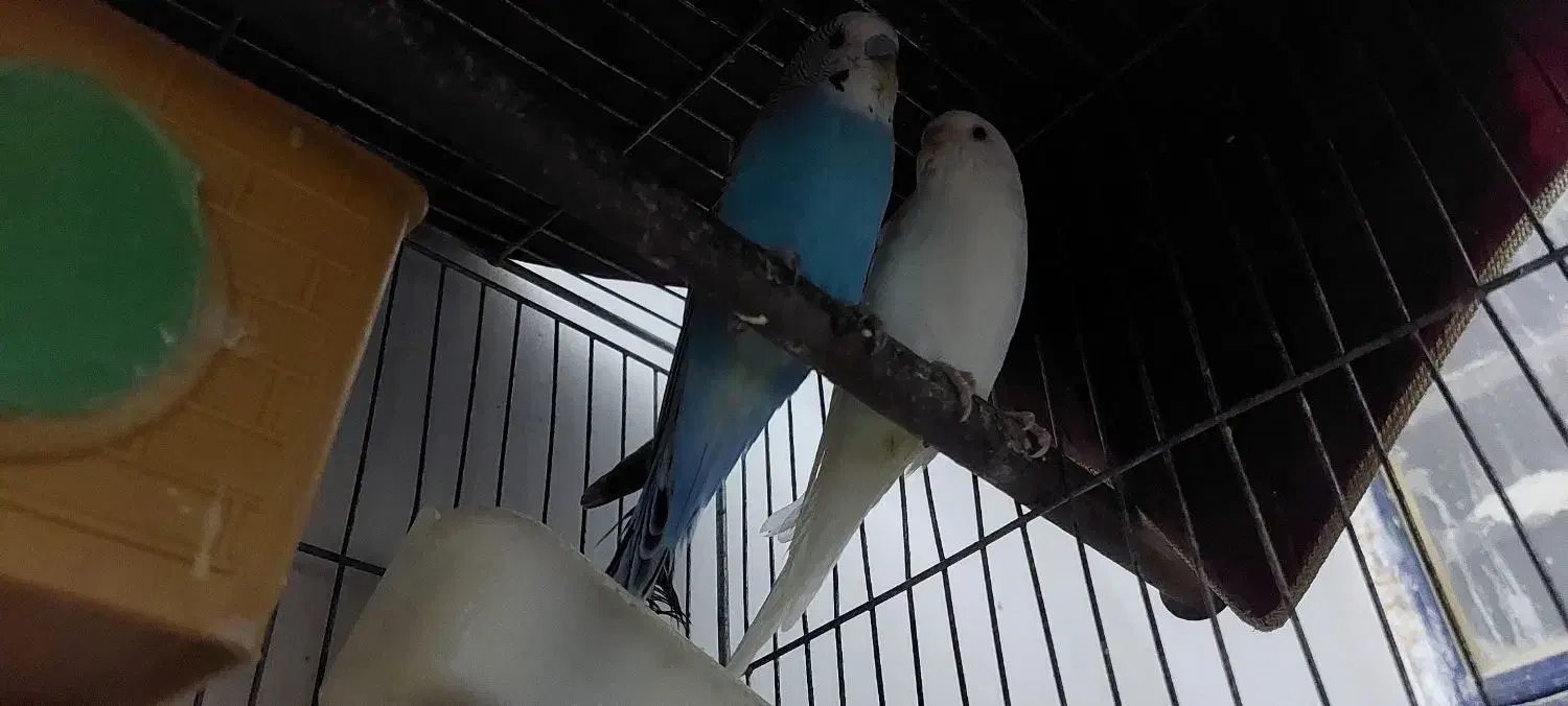 یک جفت مرغ عشق|پرنده|چابهار, |دیوار