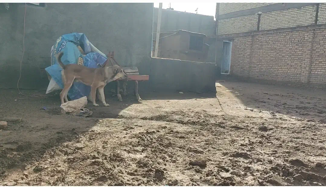 سگ نر افغان|سگ|خوشاب, |دیوار