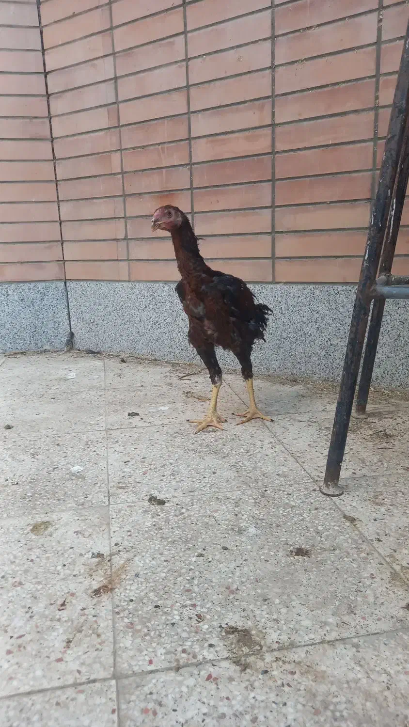 خروس لاری|حیوانات مزرعه|شاهین‌شهر, شهرک میلاد|دیوار