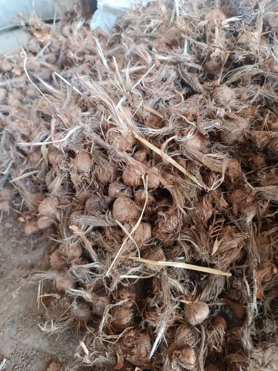 بذر درجه یک زعفران تضمینی و عالی با قیمت مناسب|حراج|گلبهار, نوبهار|دیوار