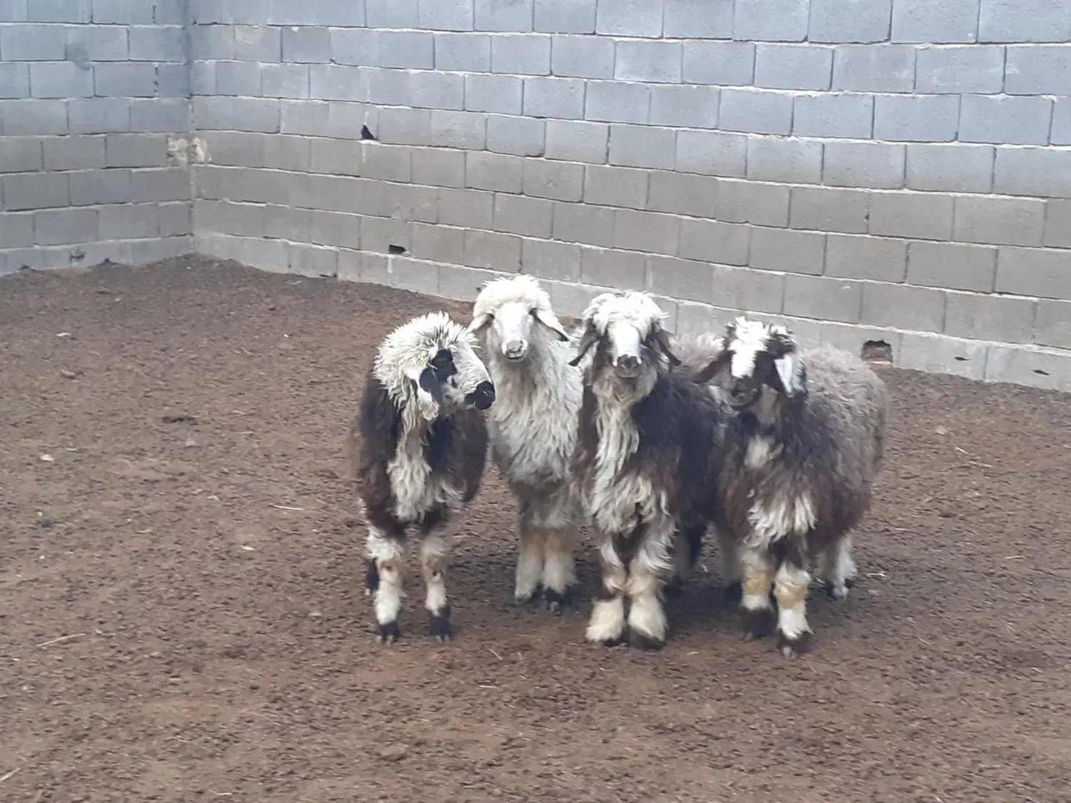 بره ریز،بز،میش،بزغاله|حیوانات مزرعه|مبارکه, |دیوار