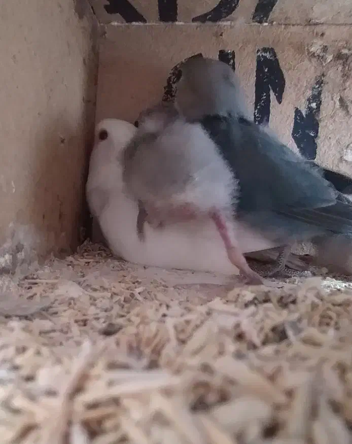 یه جفت طوطی برزیلی با جوجه|پرنده|دزفول, |دیوار