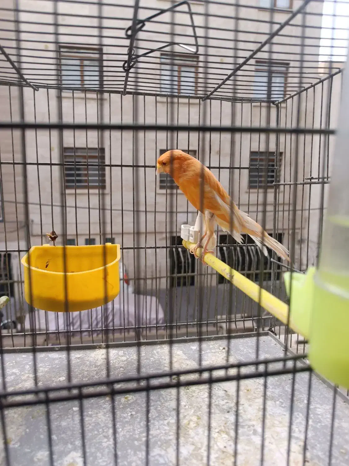 قناری رسمی نر|پرنده|تهران, قلمستان|دیوار