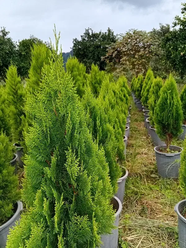 کامیس  لاوسون و یاس|گل و گیاه طبیعی|کلاچای, |دیوار
