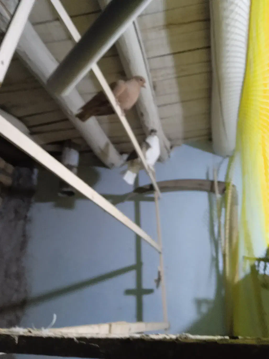 پرنده|پرنده|تربت‌حیدریه, کوی شهید احمدزاده ملکی|دیوار