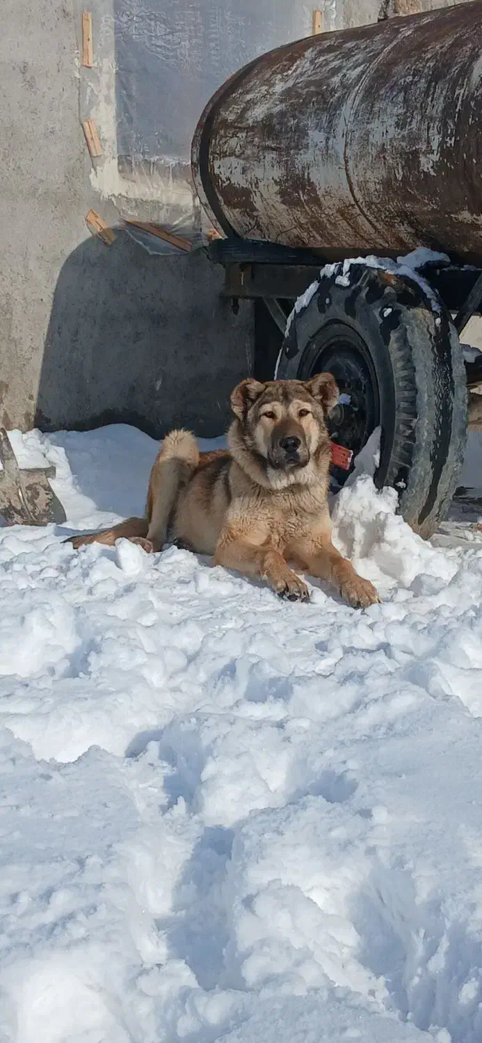 توله سرابی|سگ|درگزین, |دیوار