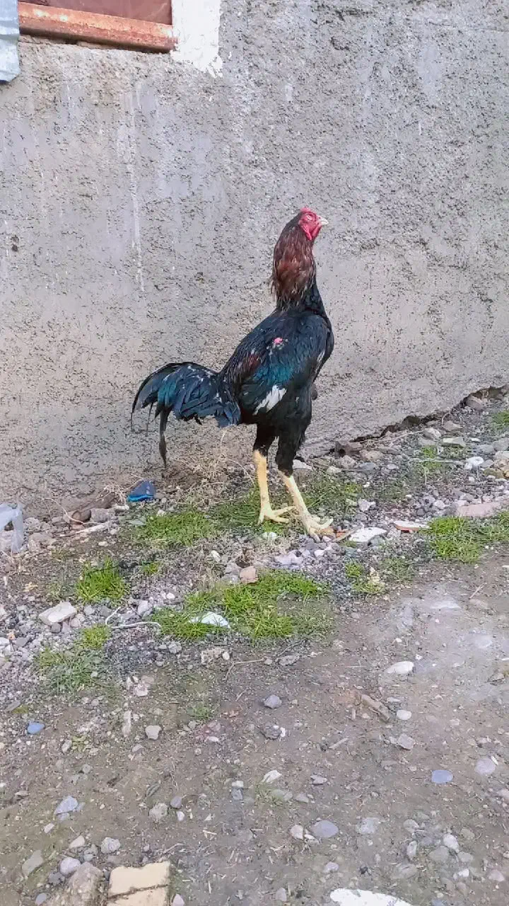 خروس لاری|حیوانات مزرعه|نگین شهر, |دیوار