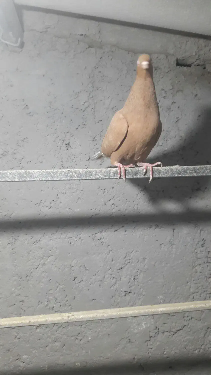 چپ زردماده یهودی هفرنگ ماده شصتی زرد گل دار|پرنده|قزوین, |دیوار