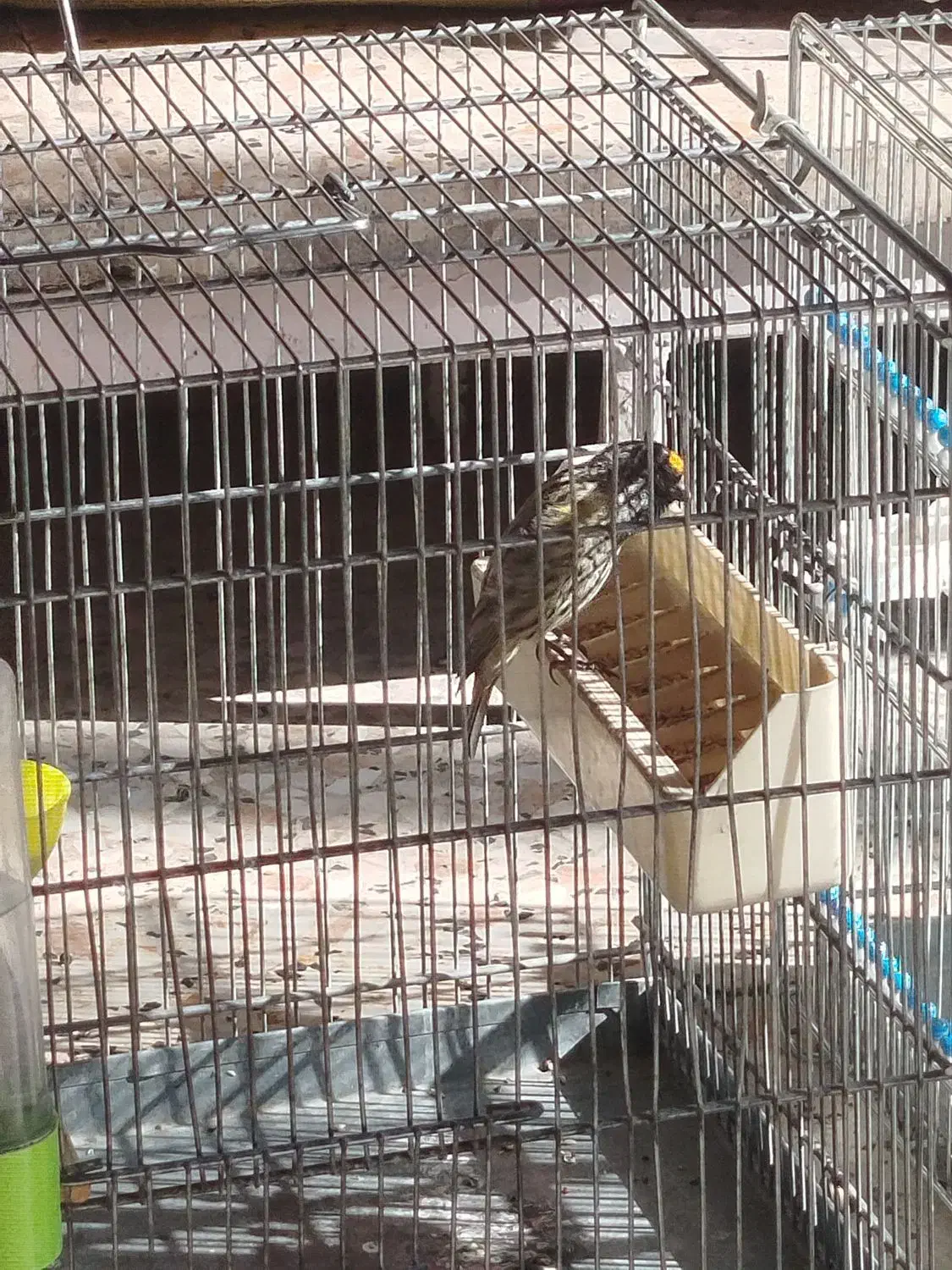 سهره قناری|پرنده|رباط‌کریم, شهرک صنعتی ده‌حسن|دیوار