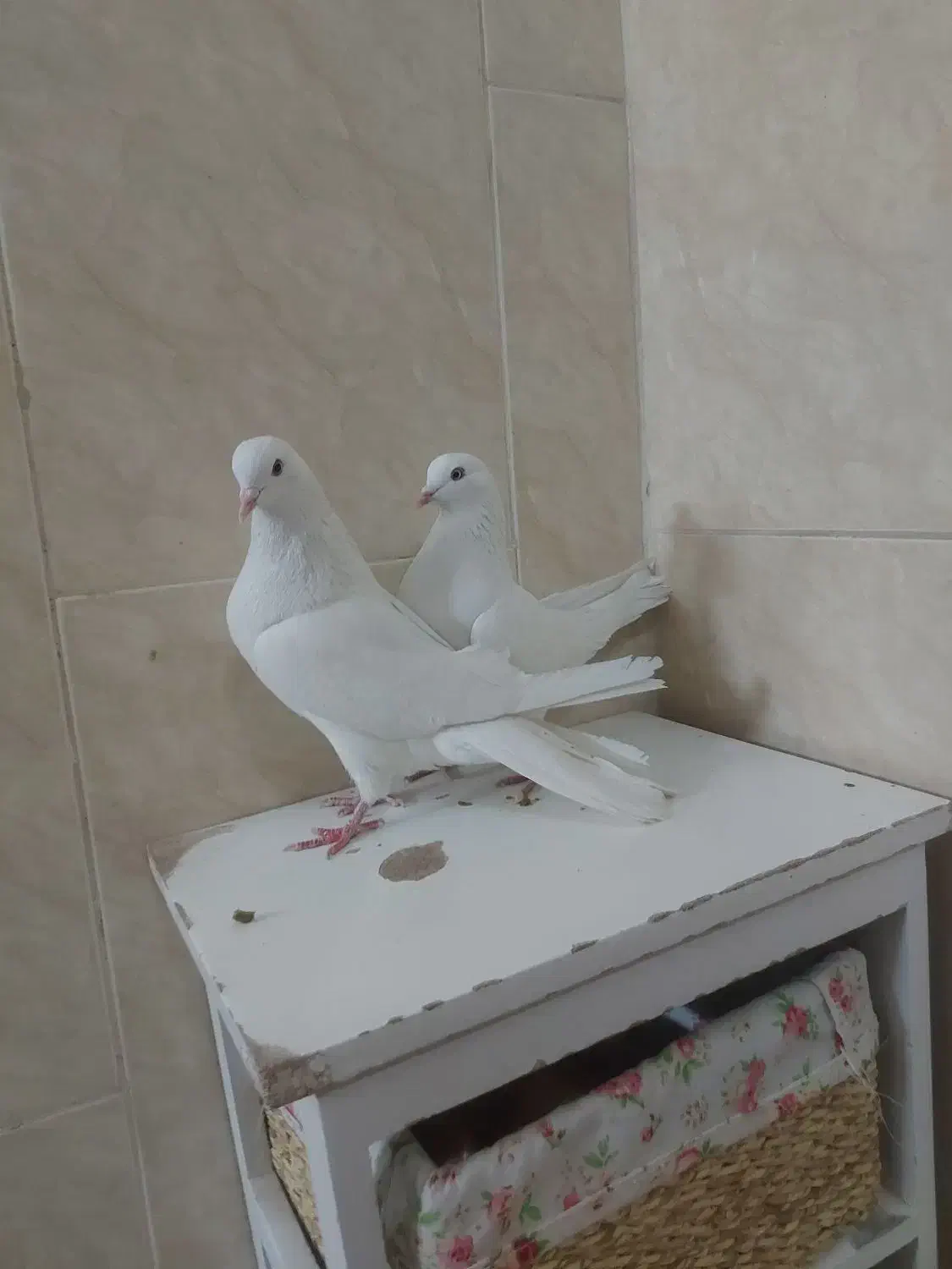 نرماد سفید|پرنده|خمینی‌شهر, |دیوار