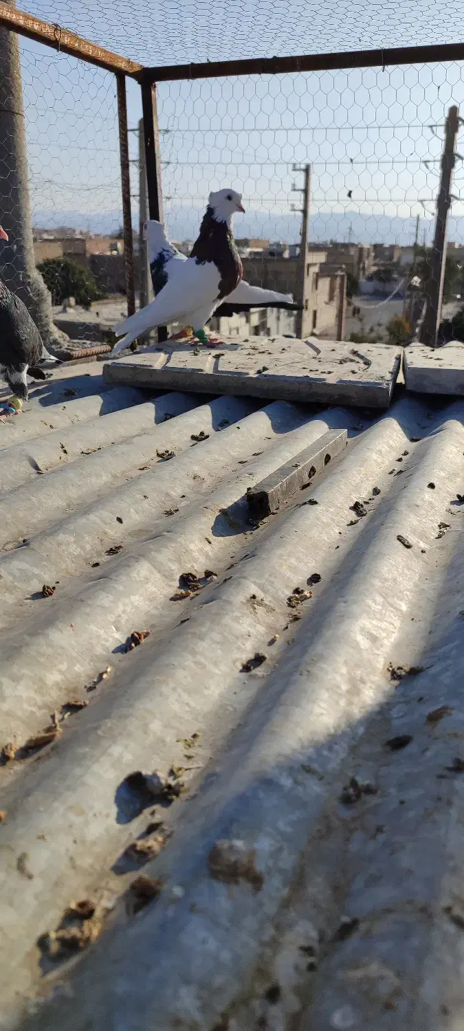 کفتر|پرنده|شیراز, بازار|دیوار