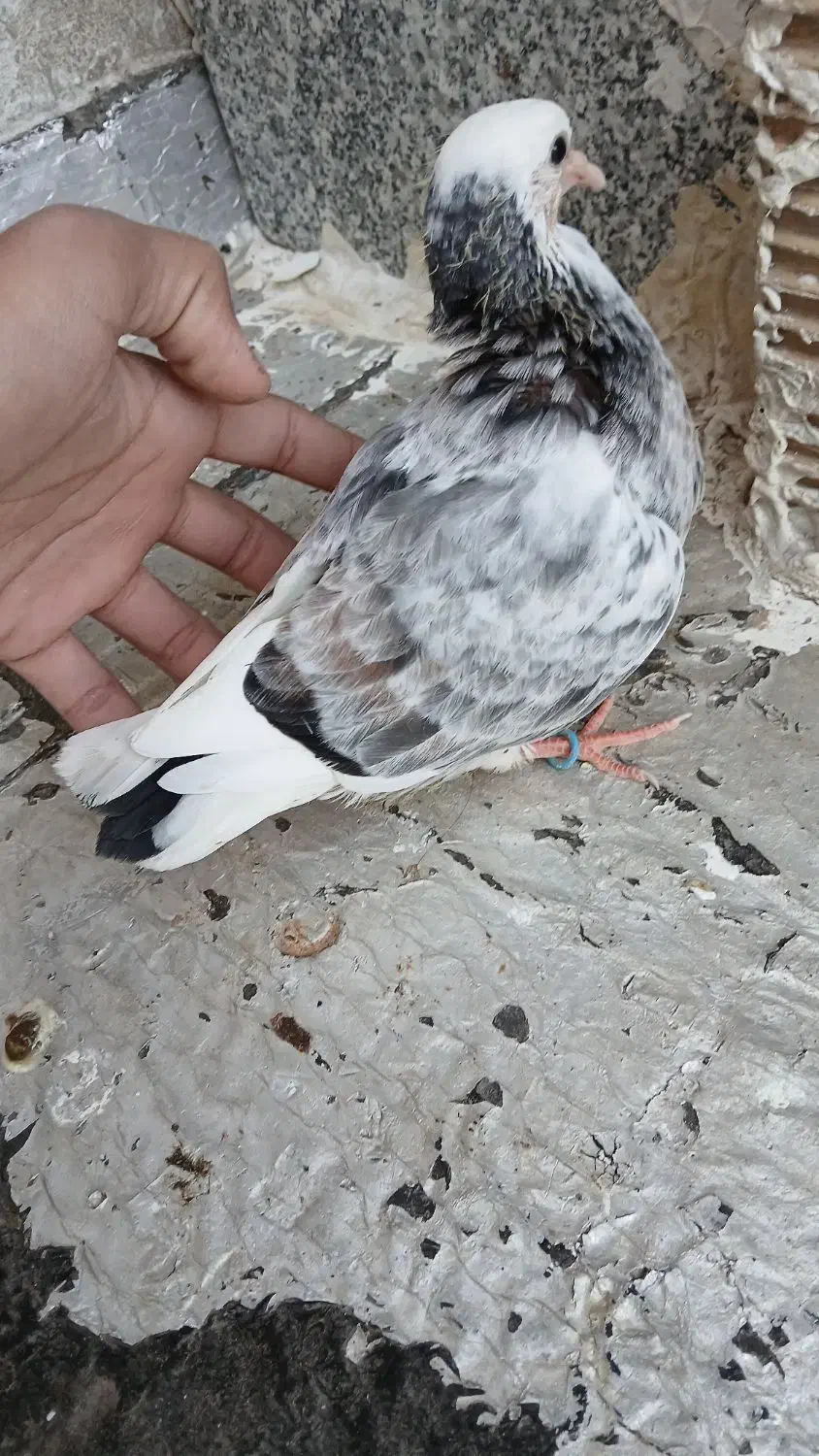 کفتر پرشی|پرنده|ساوه, |دیوار
