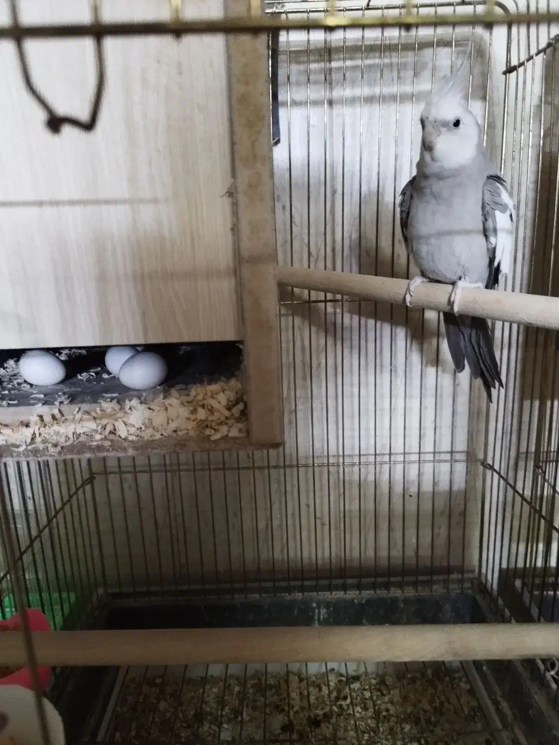 سه جفت عروس|پرنده|کاشان, باغ ماجد|دیوار