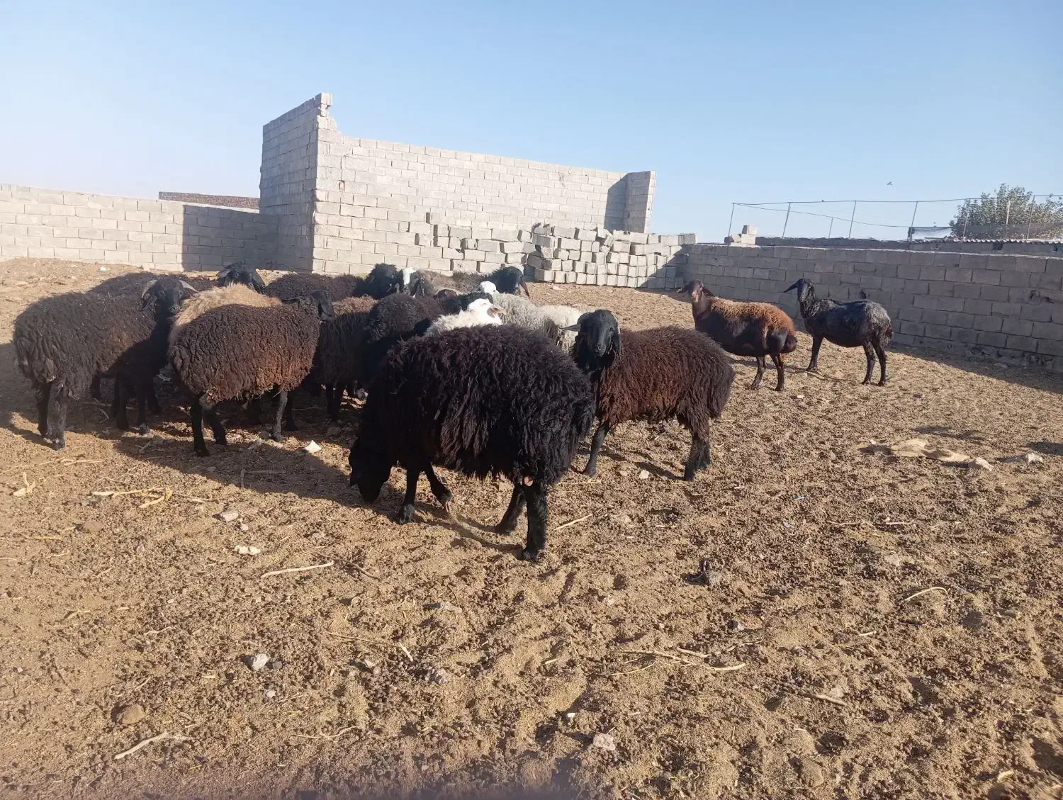 بره چاق پلواری فروشی|حیوانات مزرعه|تهران, امیریه|دیوار