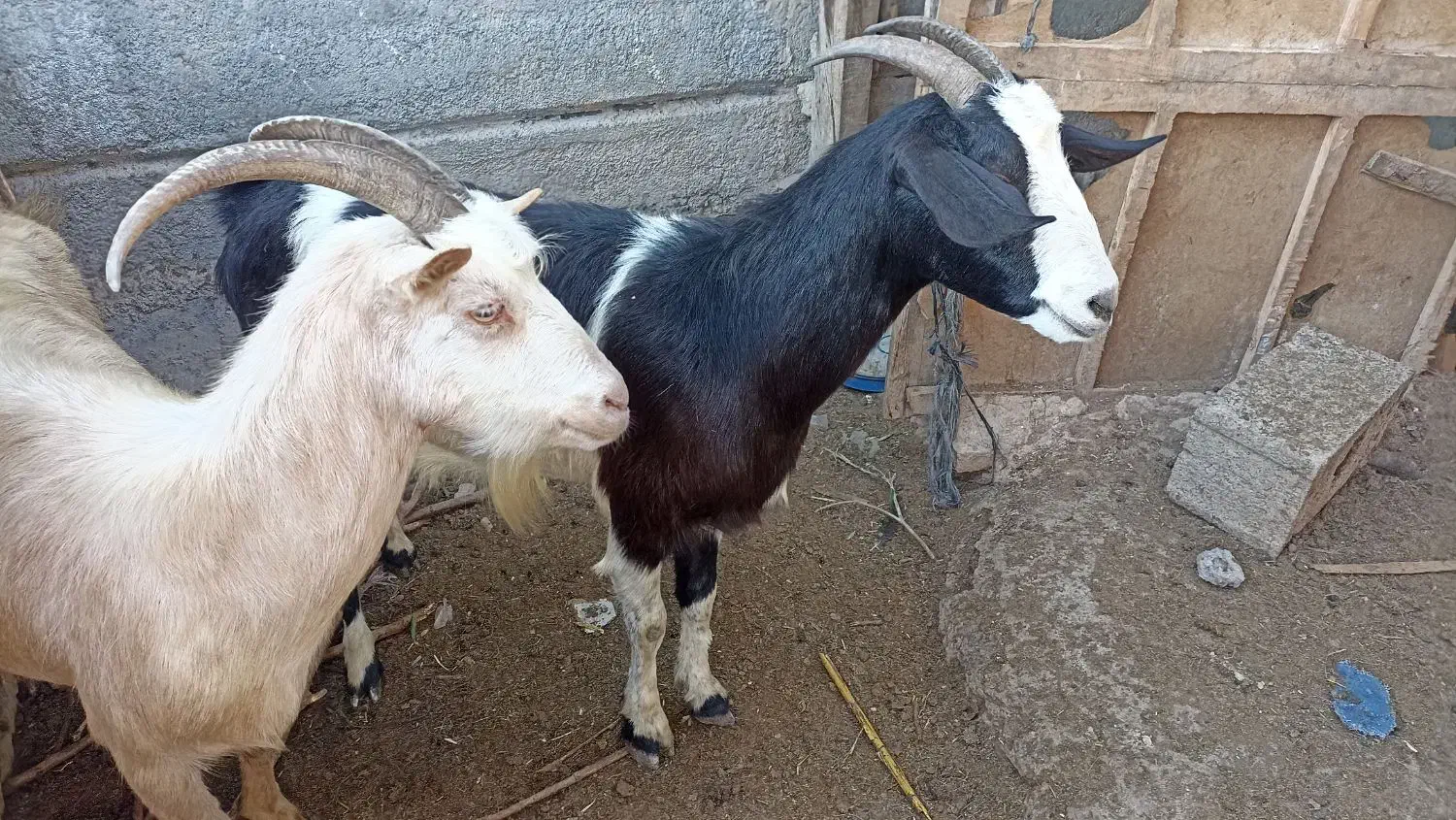 بز آلپاین و سانن . بزغاله|حیوانات مزرعه|سیمین شهر, |دیوار