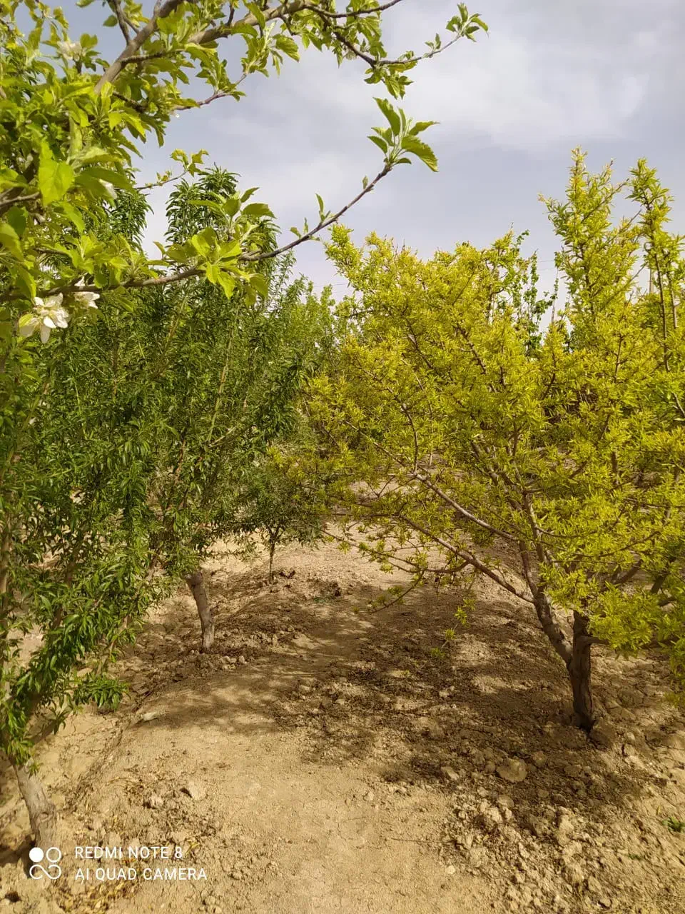 باغ ویلا درجه۱|فروش خانه و ویلا|فلاورجان, |دیوار