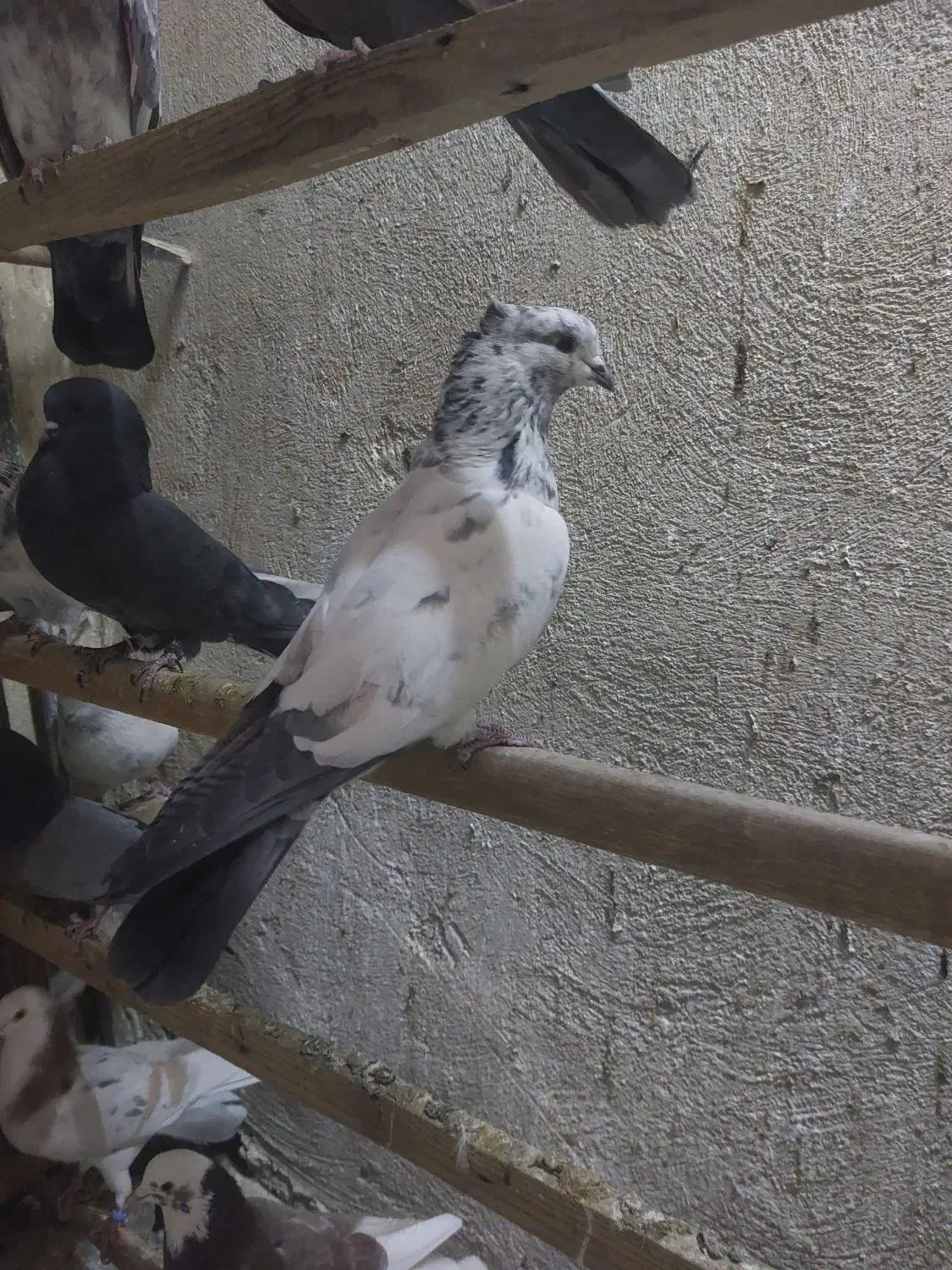 کفتر کبوتر پرشی|پرنده|ری, فیروزآبادی|دیوار