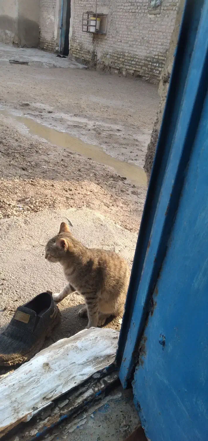 گربه|گربه|کارون, |دیوار