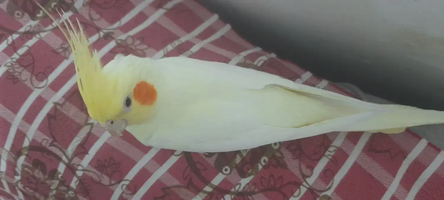 عروس هلندی  نر دستی  فروش به علت  نداشتن جا|پرنده|اسدآباد, |دیوار