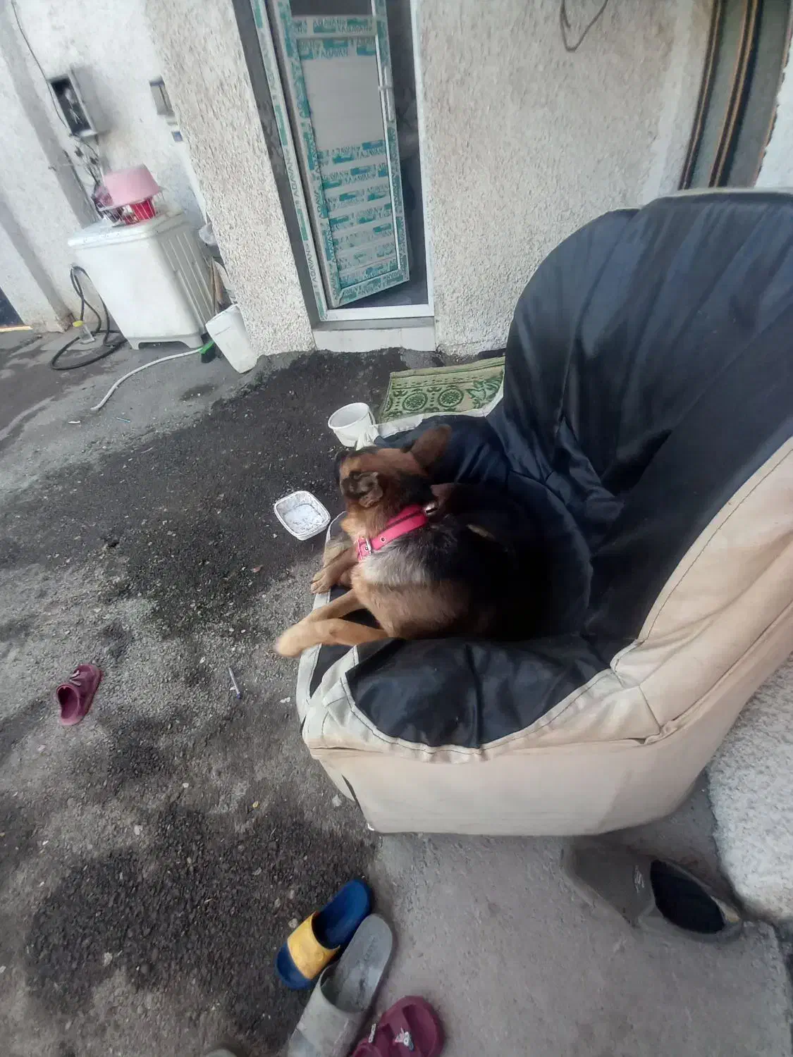 واگذار  یک نر ژرمن بلک هستم|سگ|دزفول, |دیوار