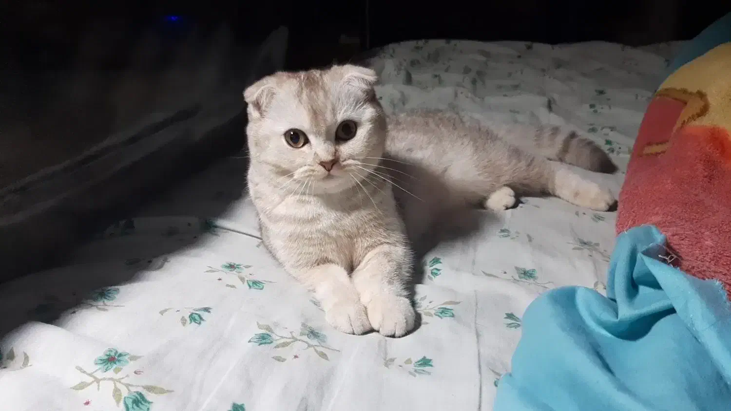 گربه اسکاتیش|گربه|تهران, تهرانپارس غربی|دیوار