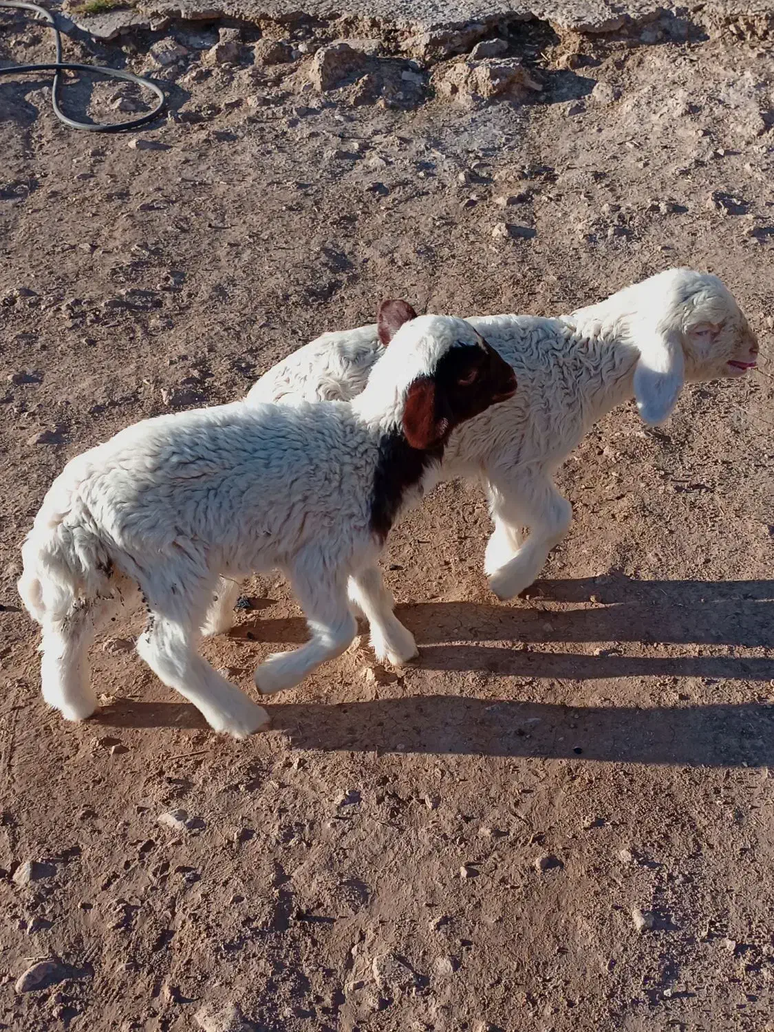 دو راس بره نر|حیوانات مزرعه|قلعه شاهین, |دیوار