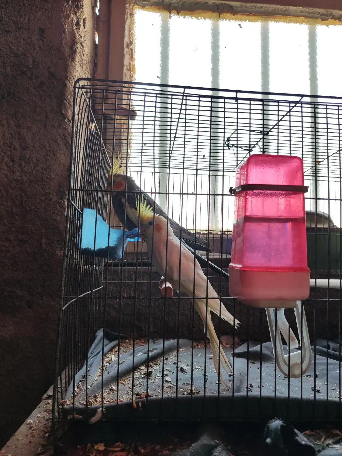 عروس هلندی جفت نرماده|پرنده|بافق, |دیوار