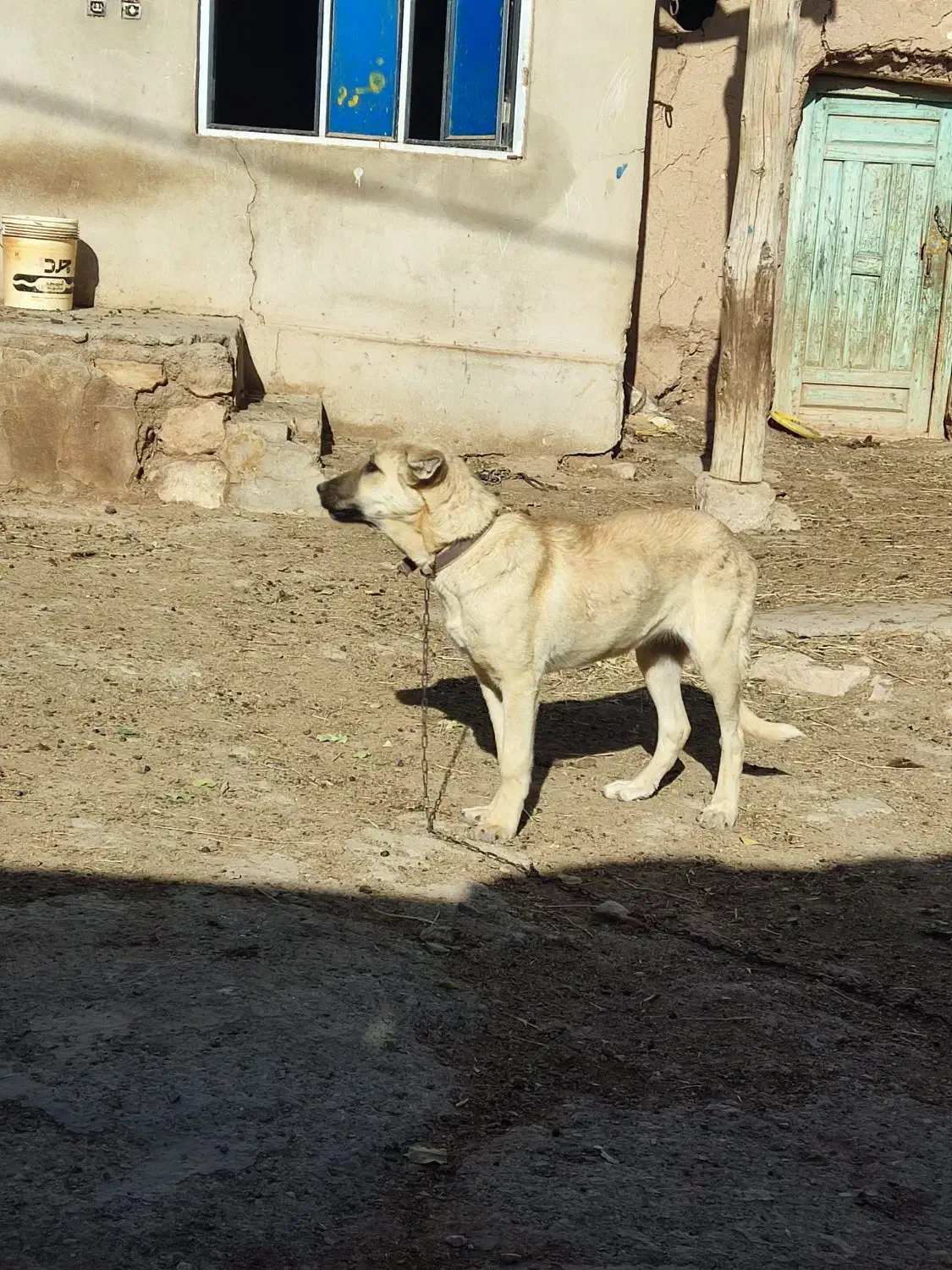 دزدیده شده|حیوانات|انگوران, |دیوار