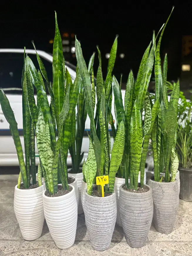 گل سانسوریا گل آپارتمانی|گل و گیاه طبیعی|کرج, گلشهر|دیوار