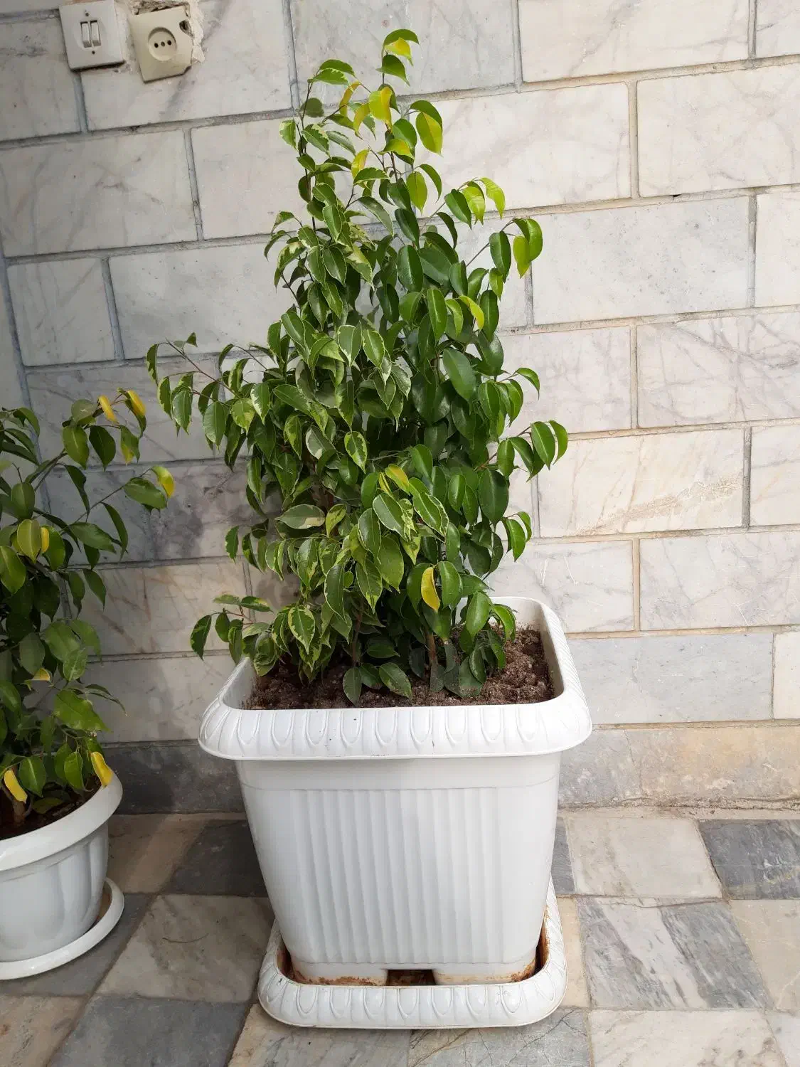 درختچه آمستل،بنجامین ابلغ و طلایی،گلدان پلاستیکی|گل و گیاه طبیعی|اسلامشهر, شهرک قائمیه|دیوار