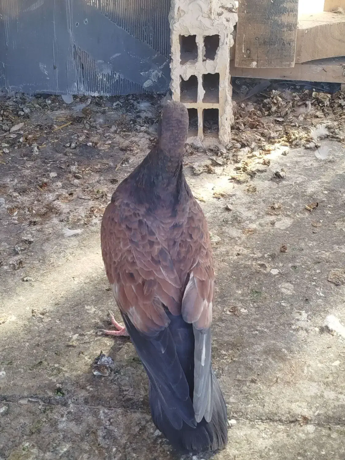 کبوتر|پرنده|ایذه, |دیوار