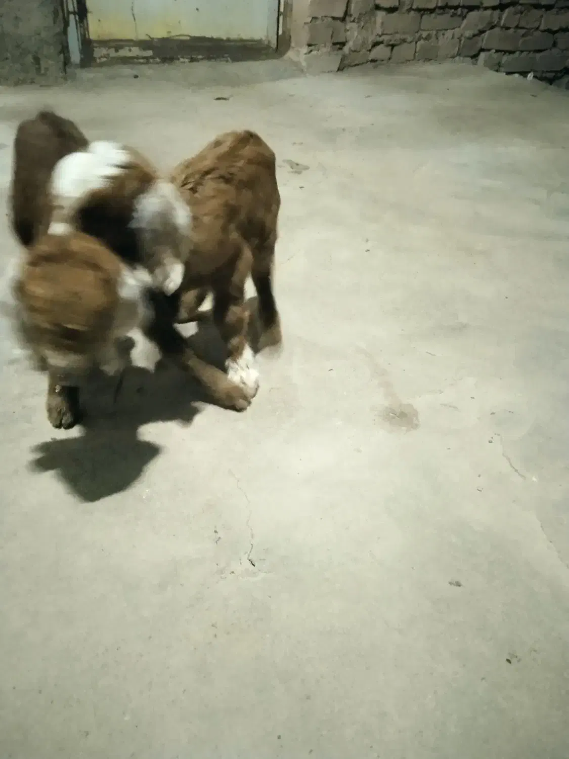 بزغاله.شیری|حیوانات مزرعه|سده (خراسان جنوبی), |دیوار