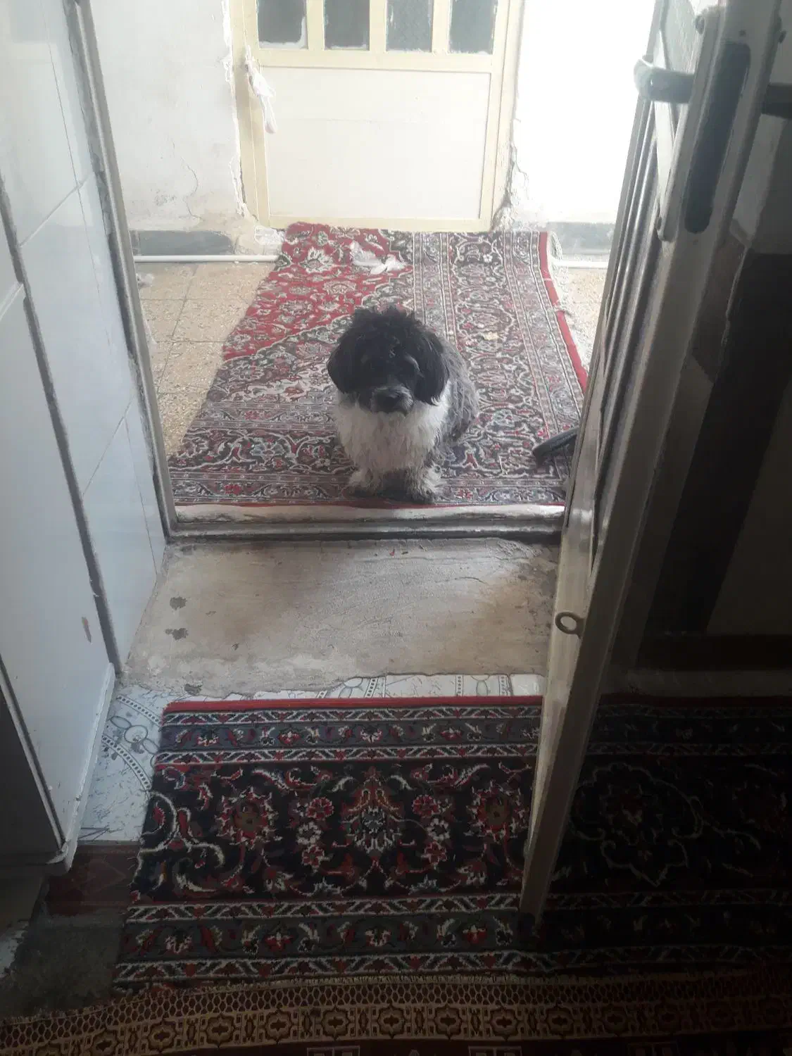 سگ شیتزو|سگ|خرم‌آباد, |دیوار